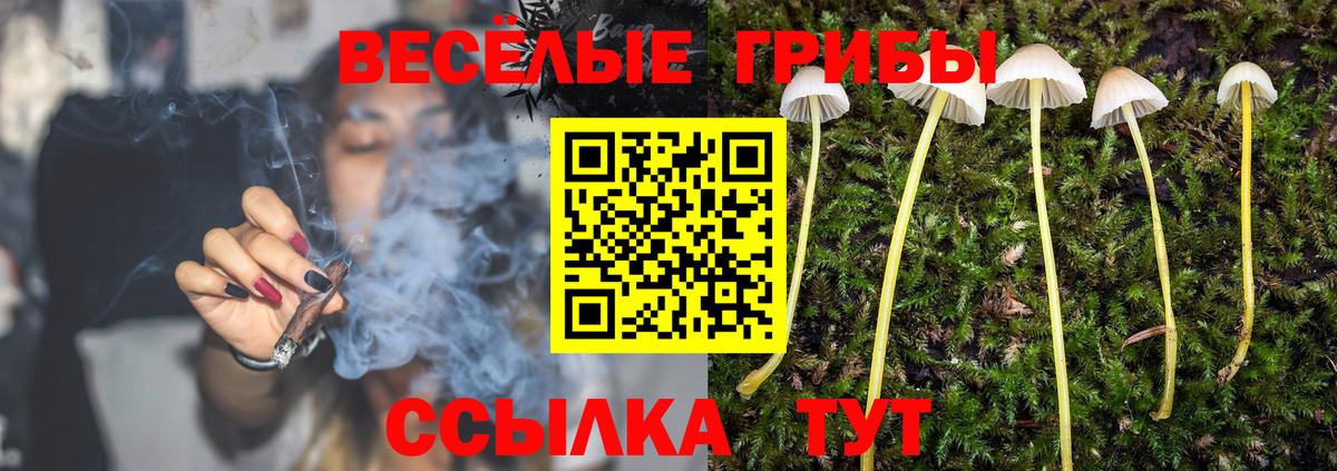 Псилоцибиновые грибы Psilocybe Шарыпово